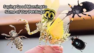 Good Morning Bugs Bugroom Tour