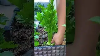 fresh vegetables at home #celery #waterspinach #vegetables