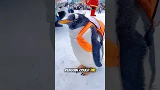Why You Should NEVER Touch a Penguin in Antarctica