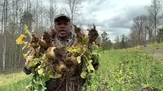 Removing turnips out of my food plot rotation .