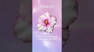 Violet Aquarius Birth Month Symbolic Meaning are another birth flower associated with Aquarius. 🩷