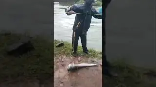Indian River crazy fishing 🥵😂🤣🤣 #fishing #indianfishing #riverfishing #catfish #viralfishingvideo