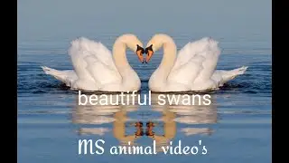beautiful swans. ......(Swans are extremely intelligent,)