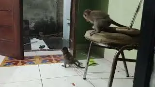 Bonis&menis monyet mini suka bercanda