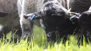Cute Sheep eating Grass