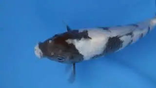 8.Shiro Utsuri 21 cm Tosai Bloodline : Black Panda Omosako Koi Farm