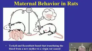 Distance BN Lecture 36 Biology of maternal behavior video