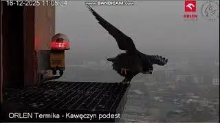 Orlen Termika Kawęczyn PL - Czarnooka on platform, Apasz called, and flew away-2025 12 16 11 03