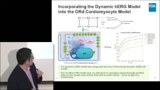 In Silico Modeling for the New CiPA Paradigm