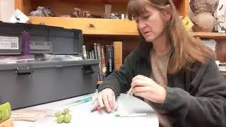 Marking fish and amphibians with elastomers