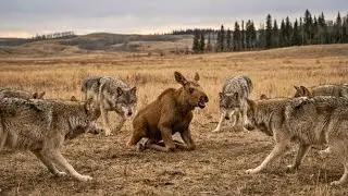 A Lonely Moose Calf Surrounded by a Pack of Wolves &ndash; Watch What Happens Next
