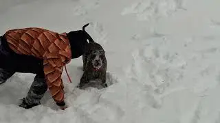 Fun in 2026 snow storm Jr an scooter loves her shoes running then attacking for no reason lol Cincy 