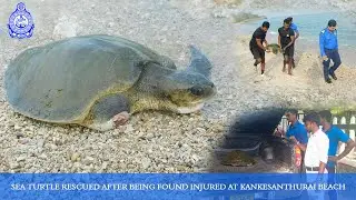 Sea turtle rescued after being found injured at Kankesanthurai beach