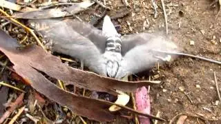 Convolvulus Hawk-moth, Agrius convolvuli