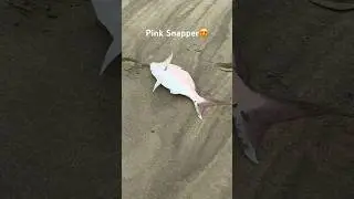 Huge Pink snapper #fishing