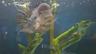 VISITING EXOTIC  CHECKING OUT A QUEEN ANGEL FISH 🐟 + FLOWER HORN  OSCAR'S!!!