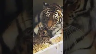 Do you all dare to approach the mother tiger? 😁🐅