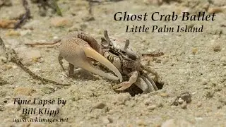 Ghost Crab Ballet