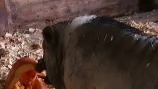 Pumpkins for pigs