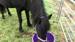 VINTAGE WORKING RALLY 2011 (PART 12)  DARTMOOR PONY