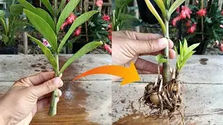 How to Propagate Zz plant from cuttings