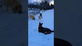 dogs playing 😊❄️ #adventure #nature #dogs #wildlife #entertainment #winter #snow #cute #fun #funny