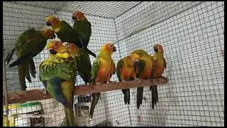 Sun conure aviary// sun conure breeding progress// Sun conure breeding//Sun conure parrot
