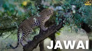 Leopard on Tree in JAWAI Rajasthan | The Leopard Village of INDIA | P2