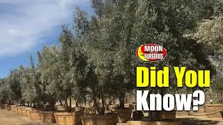 Did You Know This About Our Olive Trees?