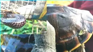 KHU ĐẦM LẦY QUÁ NHIỀU THỦY QUÁI KHỦNG@
