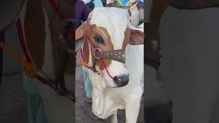 Live Deal 🔥 #cow #cattlemarket #bull