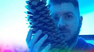 Pinecones ASMR 2022