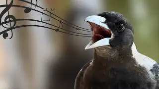 AUSTRALIAN MAGPIE SINGING Amazing Australian Bird Songs
