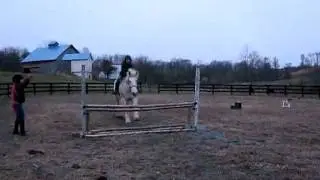 Lily Jumping Omni - 2ft Oxer