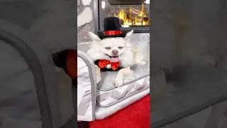 I Just Did A Bad Thing | Comedy Dog Skit | The Furry Kiddos