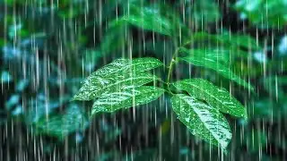 🌧️ 8 Horas de Chuva Suave para Dormir Profundamente | Som Ambiente Noturno