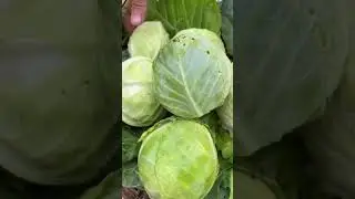 Как мы консервируем капусту с нашего огорода с помощью ферментации! #садовыйурожай #ферментация