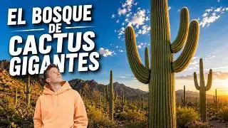 🌵 MILLONES de cactus GIGANTES | Parque Nacional Saguaro, Arizona 🇺🇸