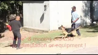 World Class K-9 - Super German Shepherd 