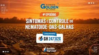 Momento Golden em Campo - 4º episódio: Os principais sintomas do nematoide-das-galhas na lavoura​