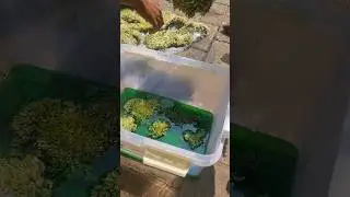 Mengawetkan Lumut | Preseved Moss | Lumut forest Mutiara Star moss