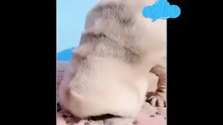 Hilarious Dog Memes 2023