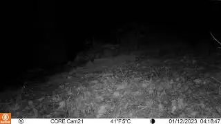 Vid&eacute;o de loutre sur le fleuve Lez / Video of an Eurasian otter on the Lez river