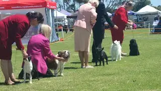 2025 Lancefield LC AM Show - Non Sporting Dogs