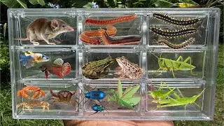 Catching insects in the gardengot, Betta fish Etruscan shrew Millipede grasshoppe frog!!