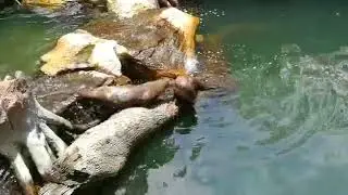 OtterMap Neotropical Otter 1