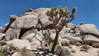 Joshua Tree National Park 2025