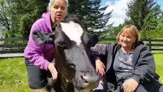 Modern Vegan Family: A visit to The Happy Herd Farm Sanctuary