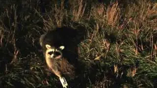 Duke DP traps for coon