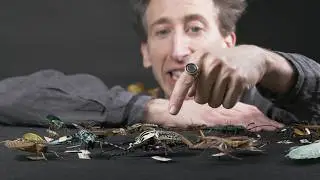Wisconsin Life | UW-La Crosse entomologist's 'epiphany' reveals our bonds with bugs